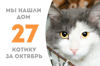 Годовалый котик по имени Дождик стал домашним любимцем куратора! 