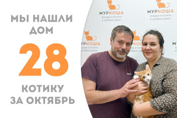 Полугодовалый котёнок Движок, проведя менее трёх месяцев в приюте, нашёл себе семью и уехал во Францию! 