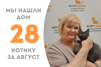 Четырёхмесячный котёнок Джекпот обрёл домашнее счастье пробыв два месяца в приюте! 