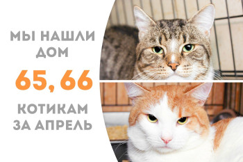 Котики Жадор и Джинглс отправились в новый дом вместе! 