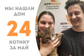 Двухлетний котик Эрлих стал домашним за один месяц!