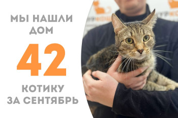 Котик Фараон стал домашним! 