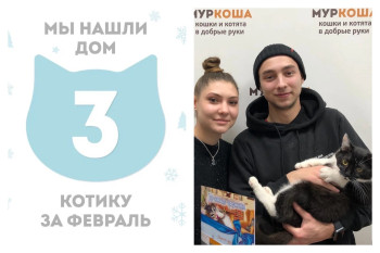 Кот Евклид стал домашним за три месяца!