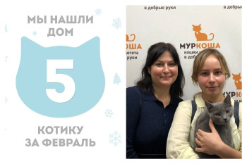 Котик Тибо стал домашним за один месяц!