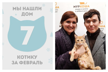Очаровательный котик Сквиш стал домашним!