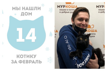 Котик Кофе стал домашним!