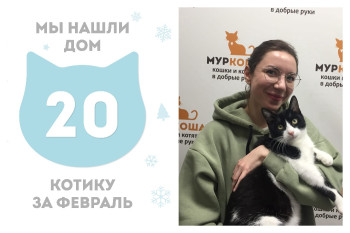 Котик Киноа встретил надежную хозяйку!