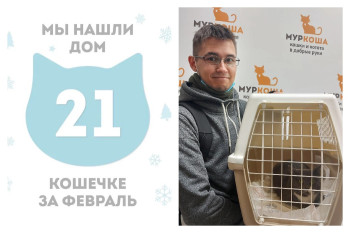 Кошечка Сафиса стала домашней за два месяца!