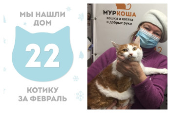 Котик Кетчуп отправляется в новую домашнюю жизнь!