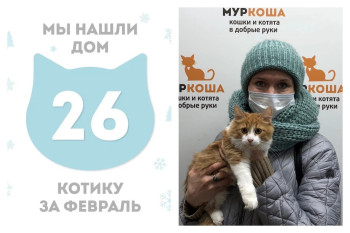 Котёнок Плюш стал домашним за один месяц!