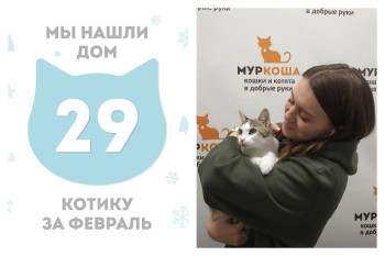 Котик Вовчик нашёл дом за месяц!