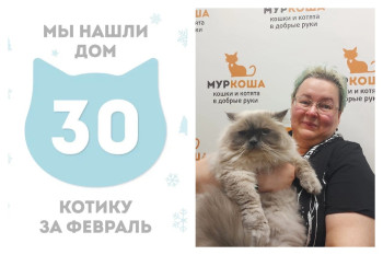 Кот Холзи через месяц встретил прекрасную хозяйку!