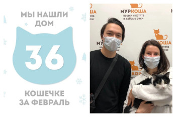 Кошка Рембо уехала в новый дом!