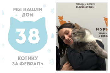 Котик Пиклс отправился домой!