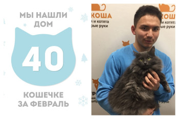 Роскошная кошечка Тутундра начинает домашнюю жизнь!