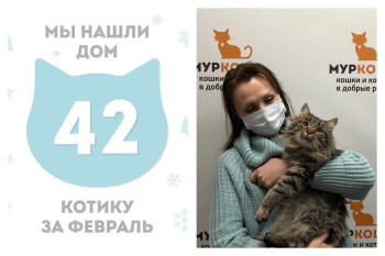 Через два месяца кот Карлсон встретил хозяйку!