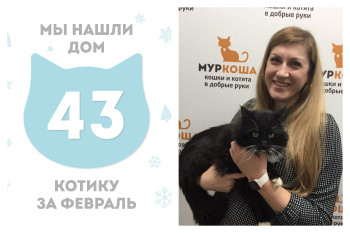 Котик Максимелиан стал домашним!