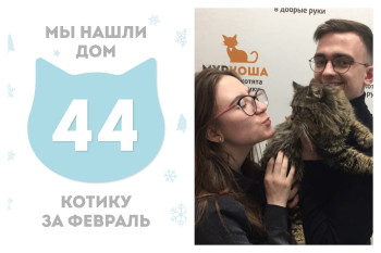 Котик Пушканчик начинает счастливую домашнюю историю!