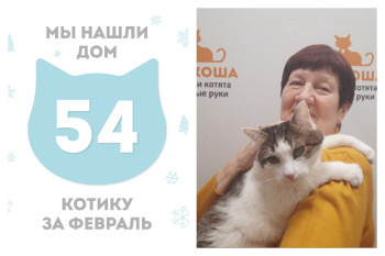 Котик Пегас отправился домой!