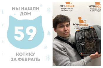 Котик Бостон стал домашним и счастливым!