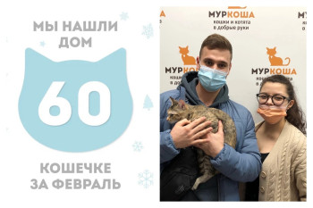 Котёнок Кайфушка уехала в свой новый дом!