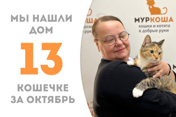 Кошечка Фелиция, прожив три месяца в приюте, нашла себе хозяйку! 