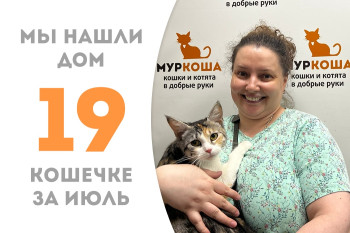 У кошечки Фессалии, пробывшей в приюте месяц, появился дом и любящая хозяйка! 