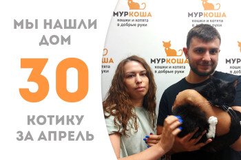 Котик Фиксик теперь домашний!