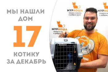 Не прошло и трёх месяцев, как котёнок Флуик встретил доброго хозяина и покинул приют! 