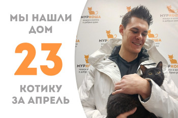 Котик Фурье встретил надежного хозяина за один месяц!
