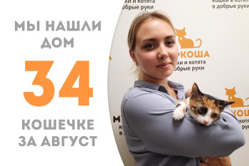 Котёнок Гаечка, трёх месяцев от роду, стала домашней пробыв всего месяц в приюте! 