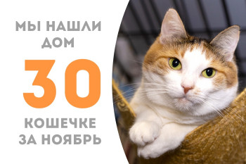 Трёхлетняя кошечка Гавроша стала домашней любимицей! 