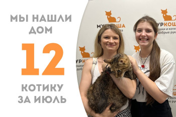 Котик Геральт, найденный в переноске на парковке, обрёл новый дом! 