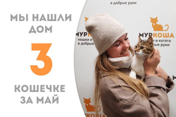 Двухлетняя кошечка Гизела начинает домашнюю жизнь! 