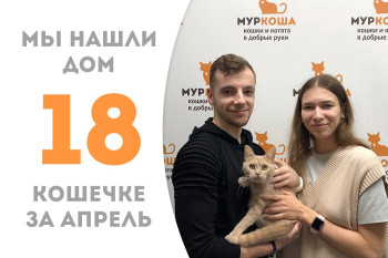 Кошечка Гламурка получила второй шанс на домашнее счастье! 