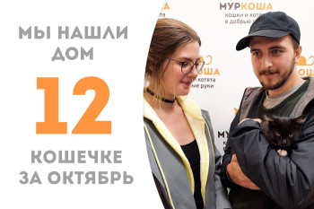 Котёнок по имени Грушка за неделю нашла для себя замечательную семью, в которой живёт наш воспитанник Мажителькин! 