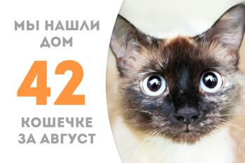 Двухлетняя кошечка Ириния пробыв около трёх месяцев в приюте стала домашней! 