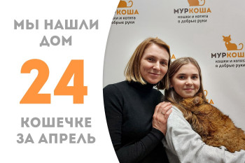 Роскошная кошечка Ирландия начинает домашнюю жизнь! 