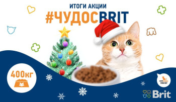 Итоги акции #ЧУДОСBRIT