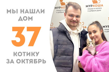 Котёнок Июльчик обрёл домашнее счастье, пробыв менее трёх месяцев в приюте!