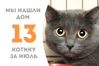 Котик Изумруд уехал в новый дом пробыв три недели в приюте!