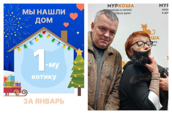 Котик Ураган первым уносится в домашнюю жизнь!