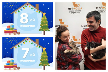 Кошечки Буль-Буль и Кашаса уезжают в одну семью!