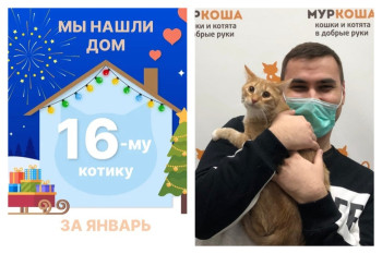 Котик Сердолик отправился навстречу домашнему счастью!