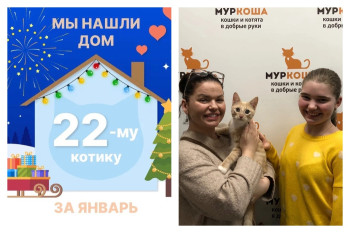 Котёнок Джейс стал домашним за три месяца!