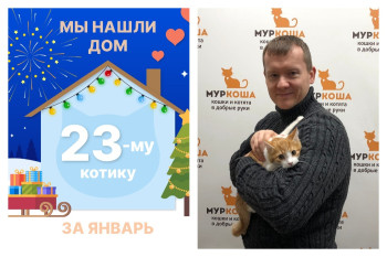Милый Тави стал домашним за три недели!