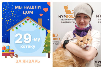 Котик Лайвли нашел новый дом за 6 дней!