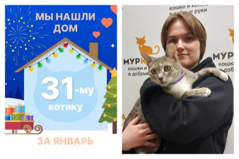 Ласковый котик Кисулс стал домашним!