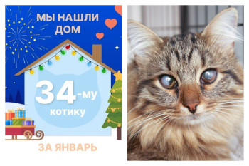 Котик Кусей стал домашним и счастливым!