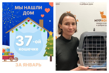 Кошечка Пышка отправляет в долгожданную домашнюю жизнь!